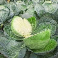 Капуста Зимовка 1474 за 0,5 г
