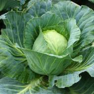 Капуста Крюмон F1 за 0,3 г
