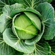 Капуста Крюмон F1 за 0,3 г