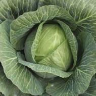 Капуста Леннокс F1 за 10 нас.