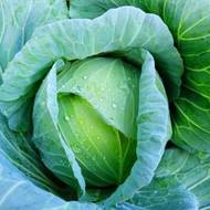 Капуста Леннокс F1 за 10 сем.