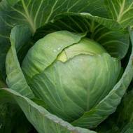 Капуста Московская поздняя за 0,5 г