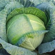 Капуста Перлина F1 за 0,5 г