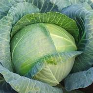 Капуста Жемчужина F1 за 0,5 г