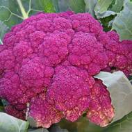 Капуста цвітна Розамунда за 0,5 г