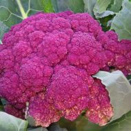 Цветная капуста Розамунда за 0,5 г