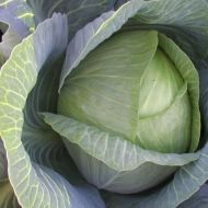 Капуста Яна за 0,5 г