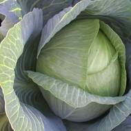 Капуста Яна за 0,5 г