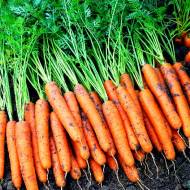 Морква Наполі F1