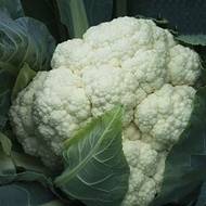 Капуста Фридом F1 за 10 сем.