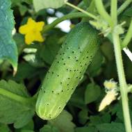 Огурец Аист за 1 г