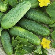 Огурец Юлиан F1 за 0,5 г