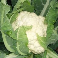 Цветная капуста Робер за 0,3 г