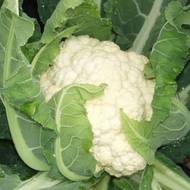 Цветная капуста Робер за 0,3 г