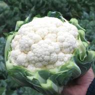 Капуста Фарго F1 за 10 нас.