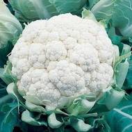 Капуста Фарго F1 за 10 сем.