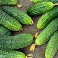 Огурец Матрешка F1 за 0,25 г