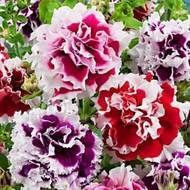 Петунія F1 Діаманти і перлини за 5 нас.