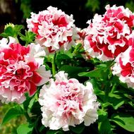 Петуния F1 Пируэт рэд за 5 сем.