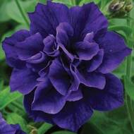 Петуния F1 Сливовый джем за 5 сем.