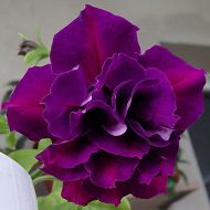 Петунія F1 Дабл каскад Бургунді за 5 нас.