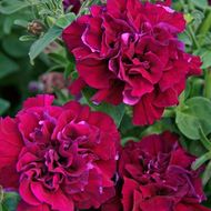 Петуния F1 Дабл каскад Бургунди за 5 сем.