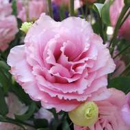 Еустома Флорида рожева за 5 нас.