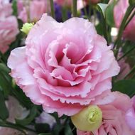 Эустома Флорида розовая за 5 сем.