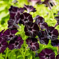 Петуния F1 Бархатная роза за 5 сем.