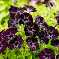 Петуния F1 Бархатная роза за 5 сем.