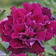 Петуния F1 Богема за 5 сем.