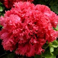 Петунія F1 Валентин за 5 нас.