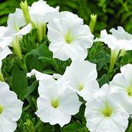 Петунія F1 Лавина біла за 10 нас.