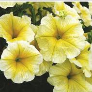 Петунія F1 Лавина Жовта за 10 нас.