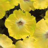 Петуния F1 Лавина Желтая за 10 сем.