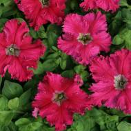Петуния крупноцветовая Афродита розовая F1 за 10 сем.