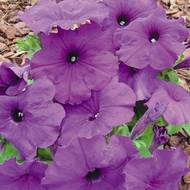 Петунія F1 Лавина Пурпурна за 10 нас.