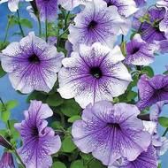 Петунія F1 Нора за 10 нас.