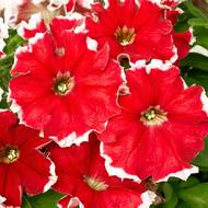 Петуния F1 Пикоти Фаер Фрост за 10 сем.