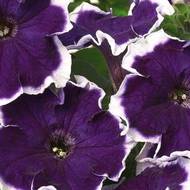 Петунія F1 Пікоті Фрост Вельвет за 10 нас.