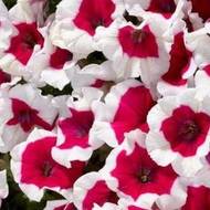 Петуния F1 Пикоти Фрост Черри за 10 сем.