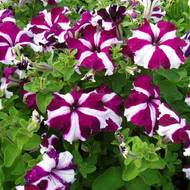 Петуния F1 Ультра Кримсон Стар за 10 сем.