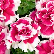 Петунія F1 Пірует роуз за 5 нас.