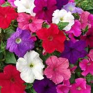 Петунія F1 Моя королева за 0,1 г