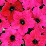 Сурфінія F1 / Сульфінія Даймонд Парпл за 5 нас.