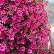 Сурфиния F1 / Сульфиния Даймонд Парпл за 5 сем.