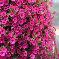 Сурфиния F1 / Сульфиния Даймонд Парпл за 5 сем.