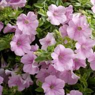 Сурфиния F1 / Сульфиния Даймонд Жемчуг Шейдз за 5 сем.