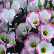 Эустома Розовая дымка за 5 сем.