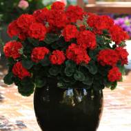 Пеларгонія F1 Блек Вельвет Ред за 5 нас.